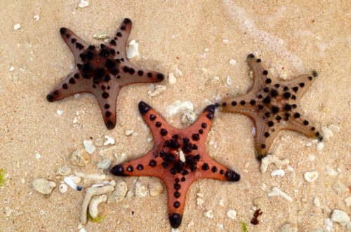 three starfish